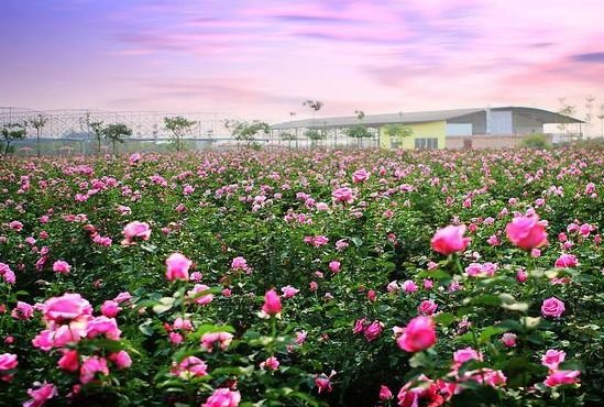 运势|从9月份起，4属相运势高涨，一路高歌，万事顺利，生活富裕