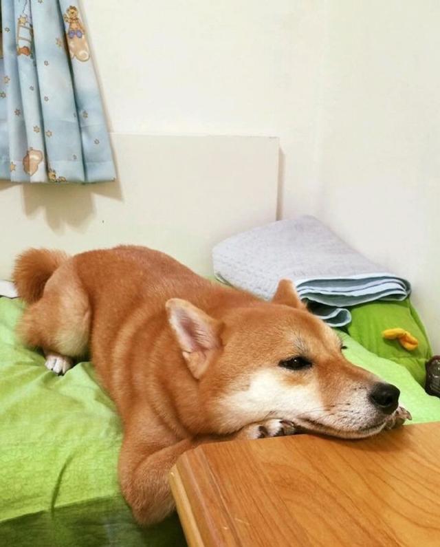 柴犬看到主人在吃东西，马上趴在桌子边等，结果等着等着就睡着了