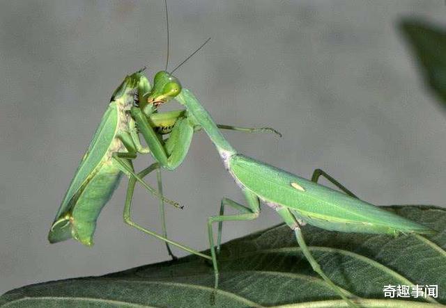 【】螳螂交配后，雄性会被雌性吃掉，那还有足够的雄性来繁衍吗？