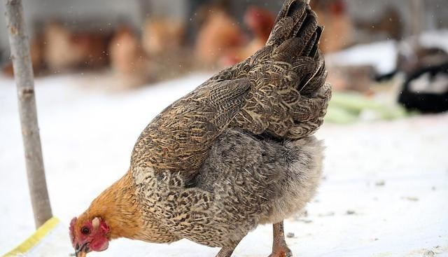 肝脏@鸡身上4个部位，是寄生虫“赡养地”，多数人爱不择口，让人担忧