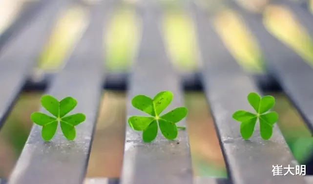 生肖|7月上旬,3生肖赚钱有门路,事业如鱼得水,大风大浪已度过