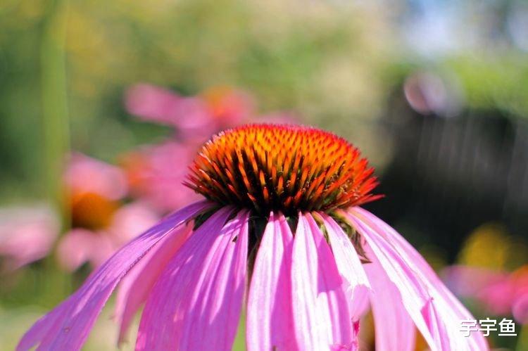 生肖|9月开始前途无忧，好运不断，家中喜事不断的四大生肖