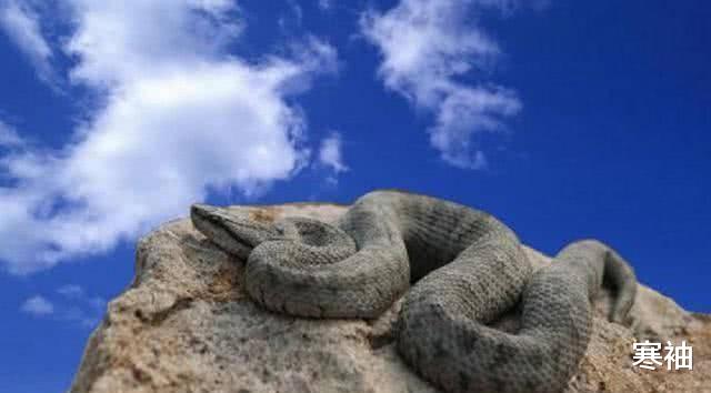 :中国无名蛇岛,栖息2万多条毒蛇,政府每天送吃送喝却不对外开放