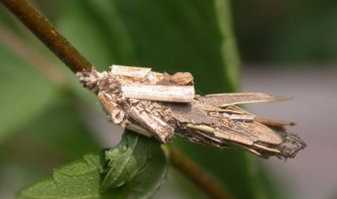 昆虫|它是昆虫界的天才,抢了建筑师的饭碗,还有着致命危险