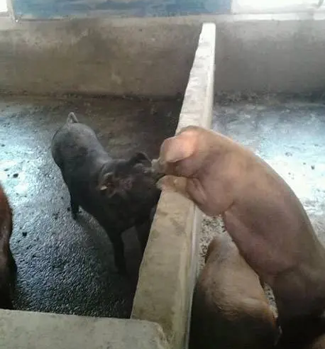 虎符|“?古代为什么只认虎符不认人?评论区的立场基本一致啊!”哈哈