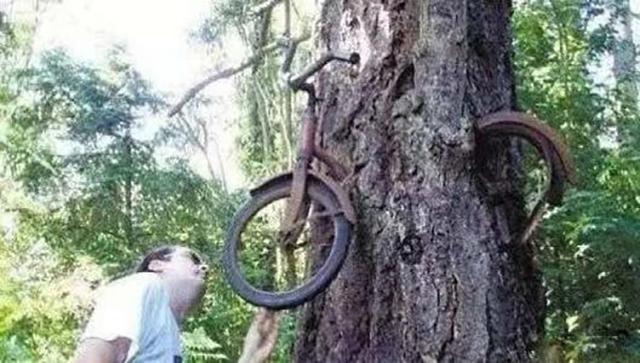 『食人树』非洲\采花大树\：树也好色？传闻只吃女性，对男性毫无兴趣