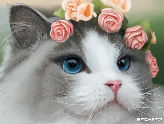 猫界仙女“布偶猫”，为何养的人少？原因有6个