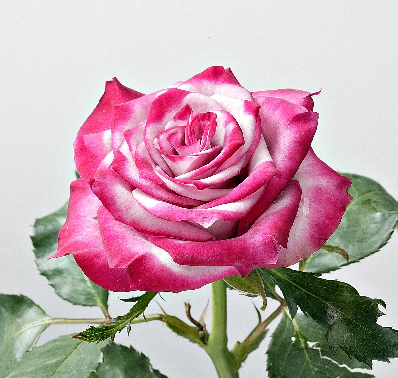 【生肖】在婚姻受苦的3生肖女,老公大男子主义,有缘无份容易离婚