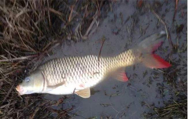 立秋|野钓立秋,目前天气不稳定别盲目做调整,鱼儿不适应全是无用功