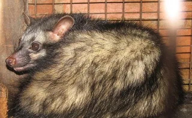 鳕鱼|外国人评的世界10大恶心美食，有两样在我们中国，吃起来还不错