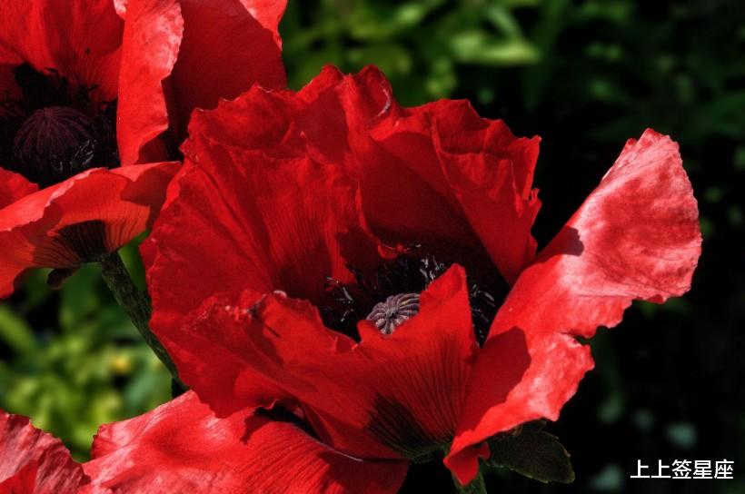 生肖|这3大生肖，半年之内贵人关照，财运平步青云，好事进家门翻身赚大钱