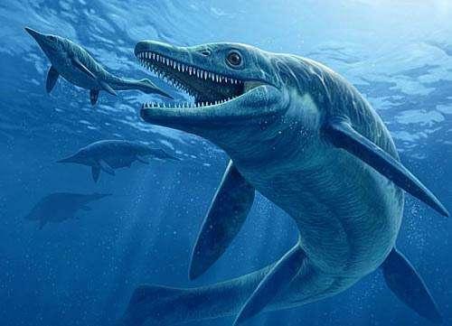 大王乌贼|在浩瀚的海洋里真的有那些未知的怪兽吗？