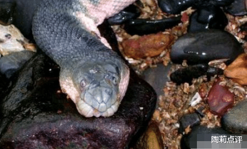 探测器|毒性排名世界前五的毒蛇，国内只有一种蛇类上榜