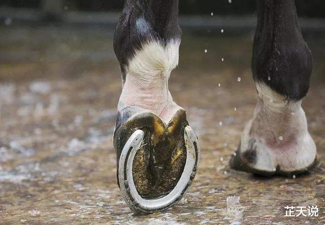 |古人有训“马看四蹄，人看四相”，是哪四相？老祖宗的识人经验