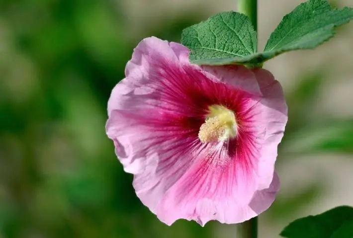 生肖|11月开始，吉星傍身，喜从天降，富贵数不清的生肖