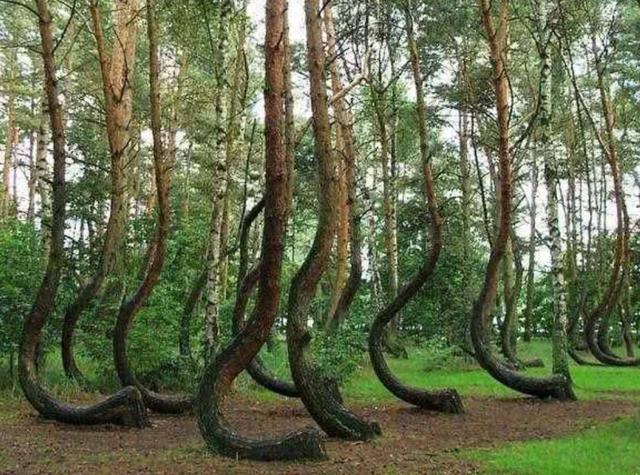 |全球超神秘的5大现象,个个都是真实存在,却至未有合理解释