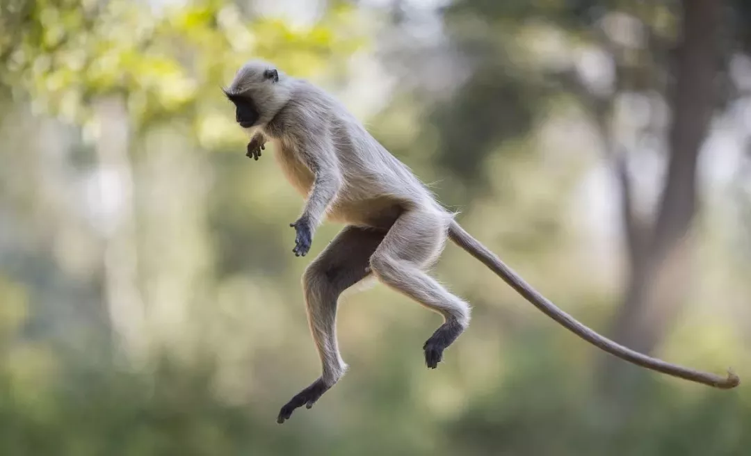 白羊座■生肖猴,最近好事连连,日日满堂红,不接不灵!