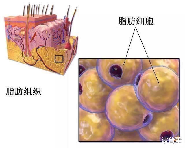 饮食|减肥之前，建议你最好先搞懂这几件事！