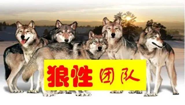 『任正非』任正非：不懂三高、不抓三快、不盯三好，你拿什么带出狼性团队！