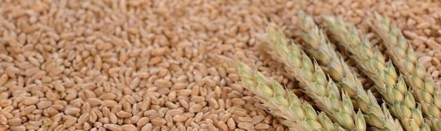 玉米高位滯漲，後市能達到多少1斤？水稻、小麥價格如何預期？-圖4