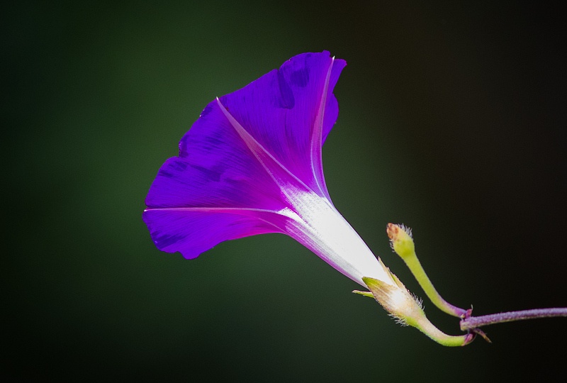 属牛▲生肖牛5.6日必有天大之喜,再不接就溜走了!