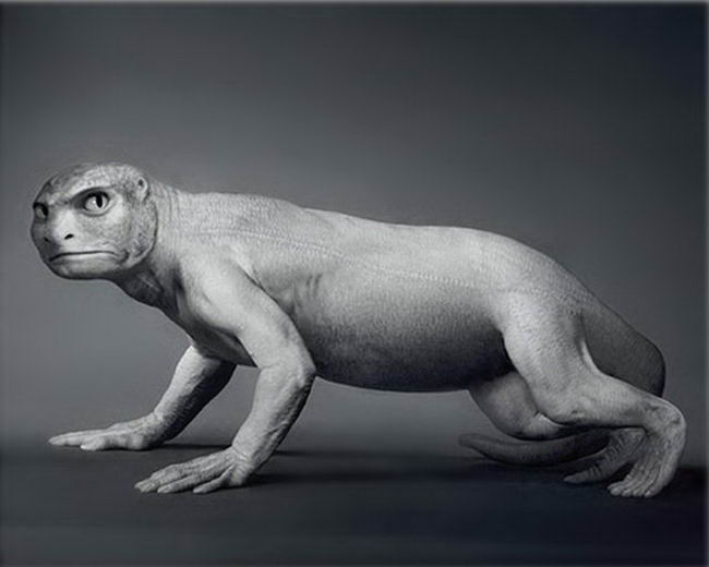 科学家|科学家展示了，人类进化的12张图像，可以看见很清晰的变化