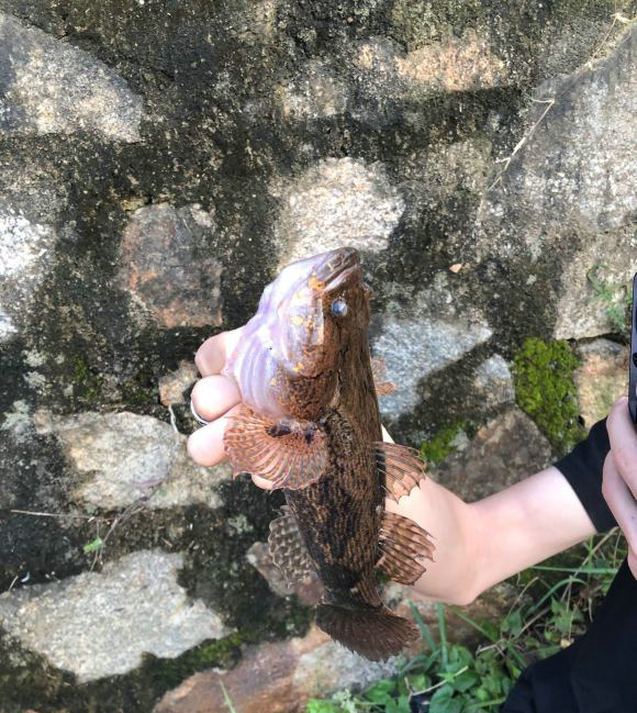 『』小伙湘江钓起“巨型麻壳鱼”，一斤多浑身硬壳，有人羡慕有人担忧