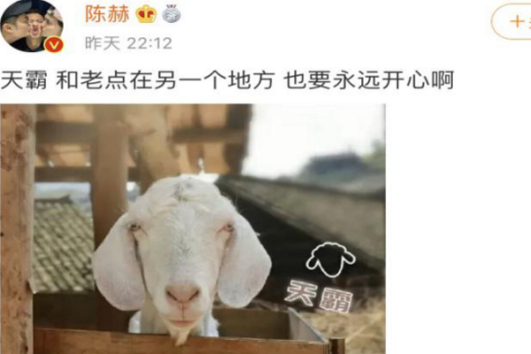 「王珞丹」王珞丹刚要退货，观众就发现小OH没活力，何炅也看出狗狗不对劲