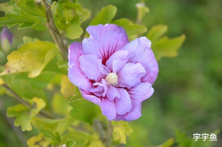 生肖|9月开始喜笑眉头，财运走高，福气多多的四大生肖