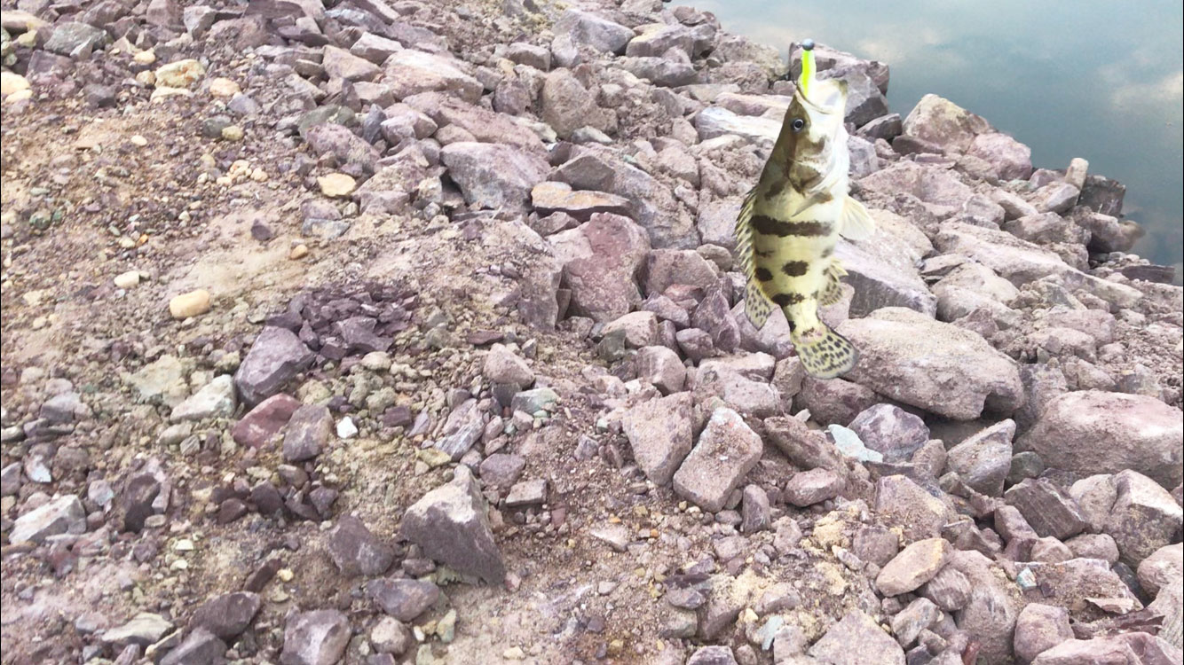 金寨|清晨探钓，小县城河道里的惊喜，男人为什么爱钓鱼？