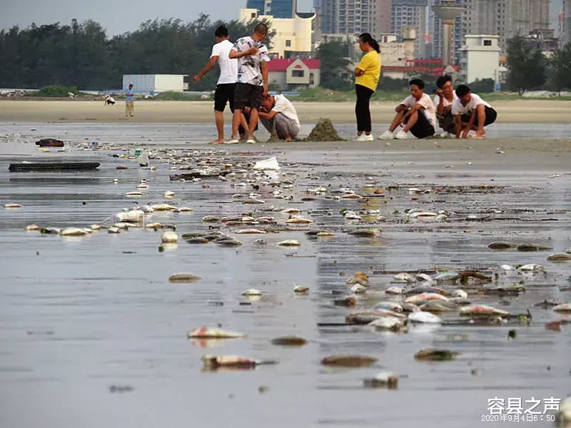 交易|蹊跷!广西北海银滩景区现大量死鱼,绵延近4公里!部门回应来了