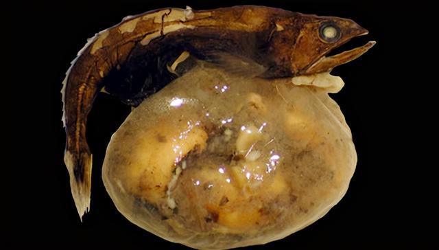 |自然界最恐怖的吃货——黑叉齿鱼，管它多大，一口吞下去就完了