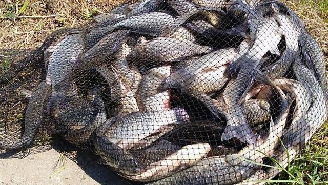 |秋末初冬钓鲫鱼，做好这五点, 新手也一样爆护---皇禾钓具