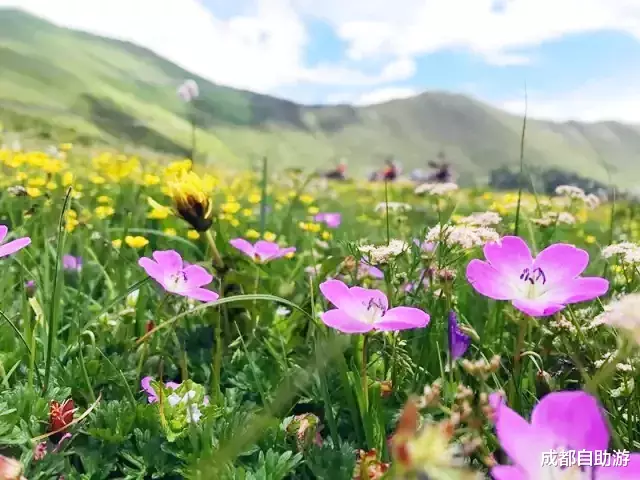 『川西』不输俄么塘！川西又一冷门万亩花海开放，不收门票，赏花观云还不打挤