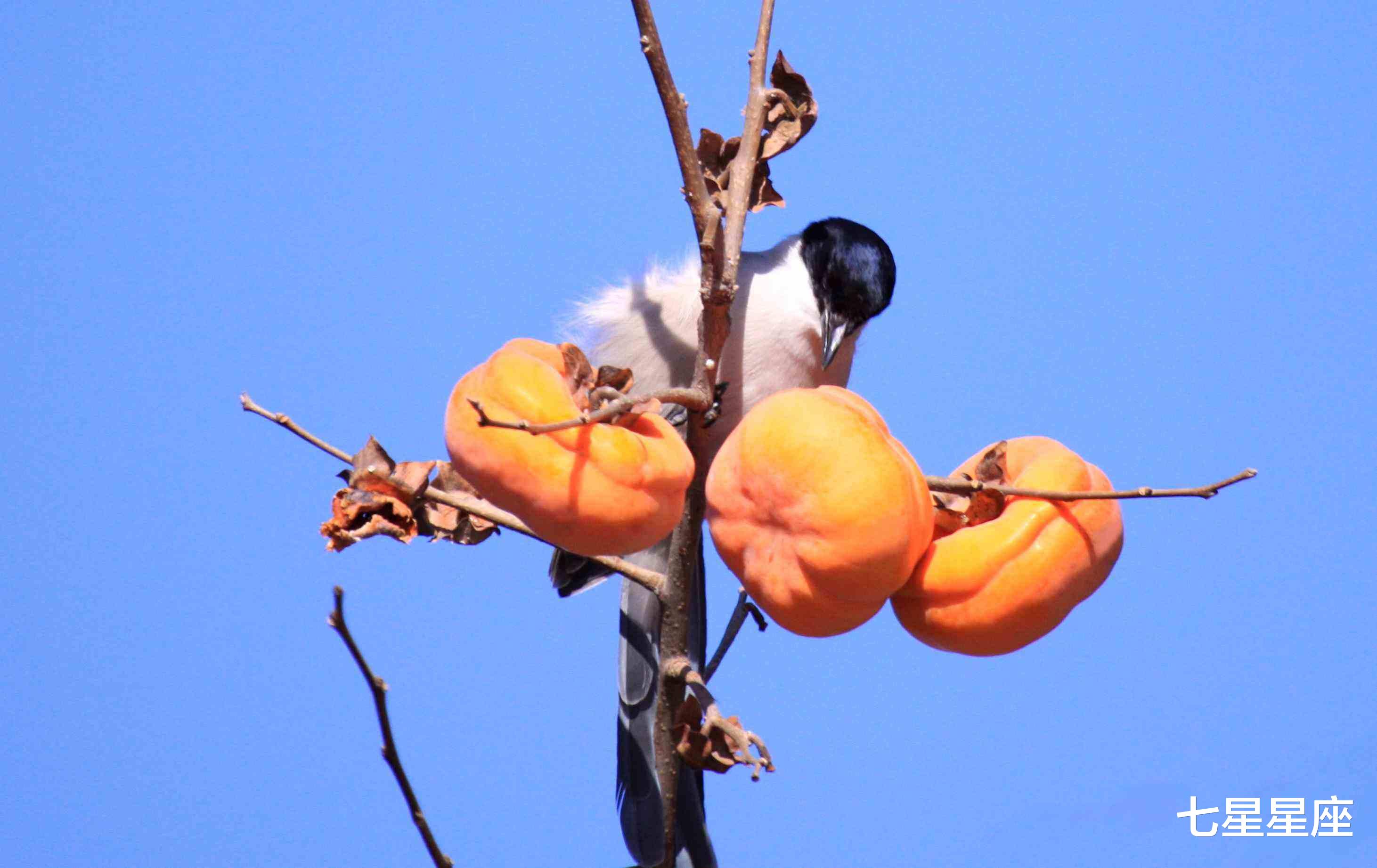 天蝎座▲霉运转好运，赚钱不亦乐乎，3生肖6月23号，事业高涨，得偿所愿