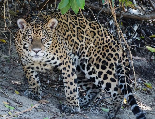 『老虎』辟谣：美洲虎真的能战胜小亚种老虎吗？