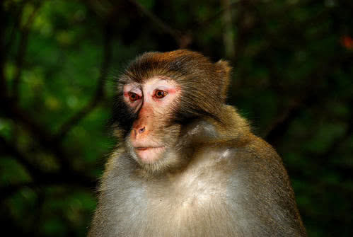 小猴子向网友讨吃食，竟给了1辣椒，下一秒寂静无声