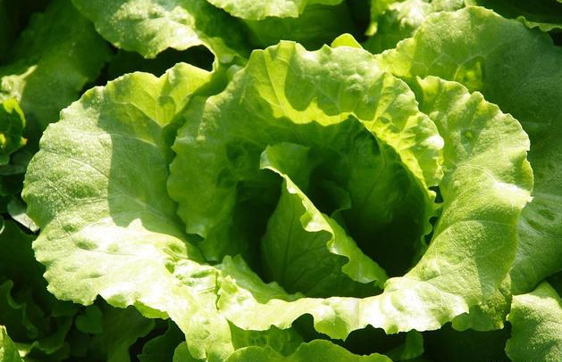 莲藕|6种蔬菜，是寄生虫的“窝”，免费送也不要，菜贩：知道越少越好