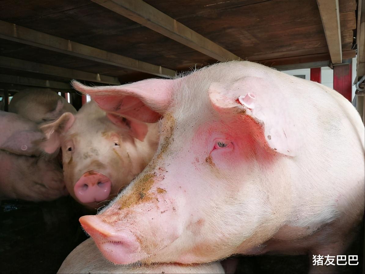 1月15日，多地豬價走跌，3萬噸凍肉入市，豬價要跌回“白菜價”？-圖5