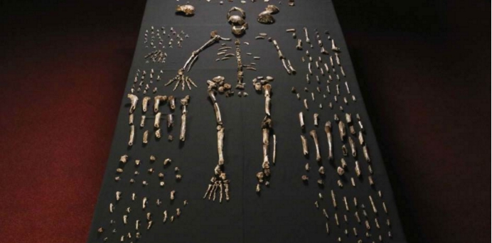 基因|30万年前，人类曾与其他人种杂交？部分现代人有未知的直立人基因