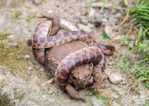 毒蛇|赤链本无毒,可为何会被认为是“剧毒蛇”?原来是毒蟾说了算!