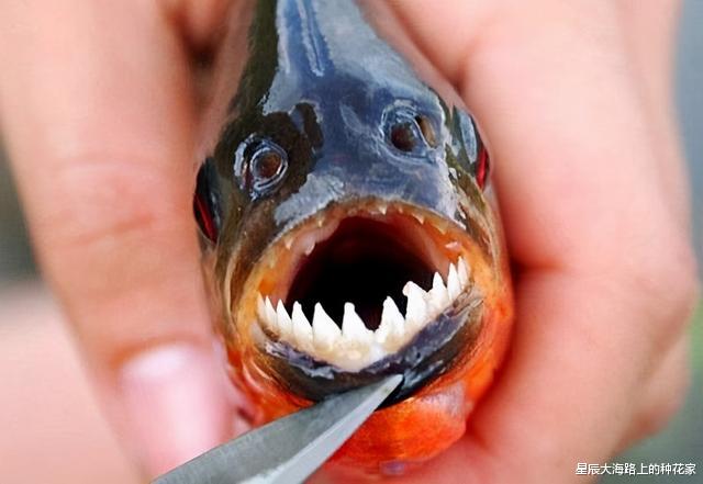 食人鱼|鱼塘里横扫一切的黑鱼，连食人鱼都不怕，它们的天敌是什么鱼？