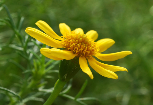 大喜临门|对异性吸引力很强的星座，爱上就舍不得离开，婚恋界的“抢手货”