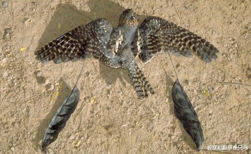 山海经|四只翅膀的鸟，曾被人认为是古凤凰的原型，现生活在非洲