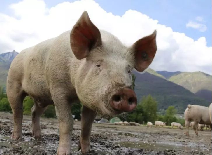 『』如果你爱的人是“大金猪”,建议看看