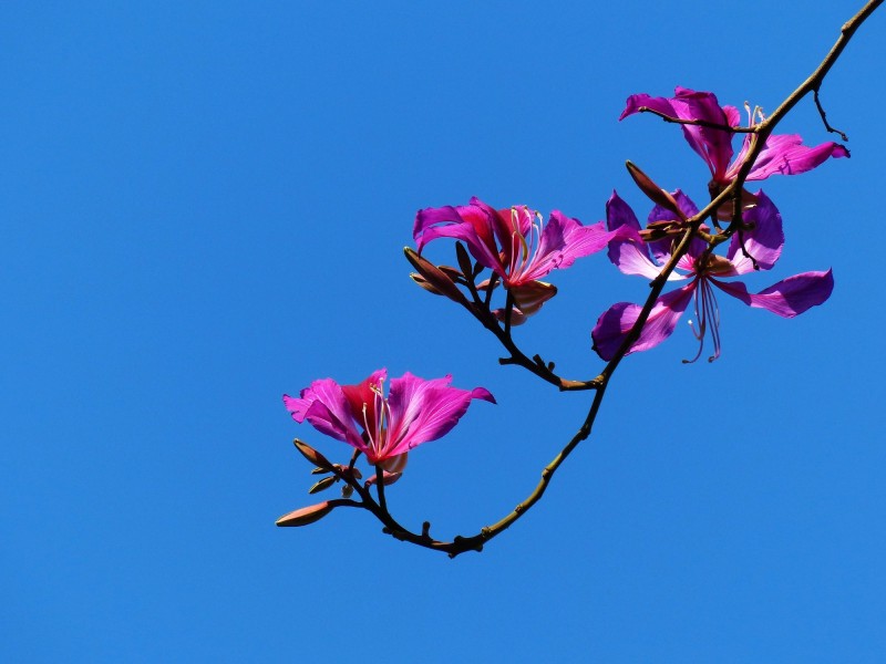 「生肖」近段时间内，红鸾星耀眼，姻缘运飞涨，爱情修成正果的四大生肖