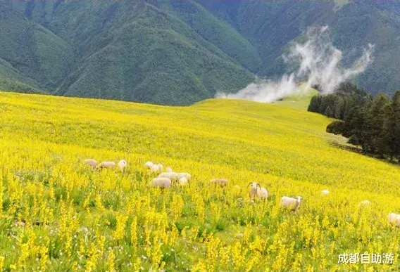 『川西』不输俄么塘！川西又一冷门万亩花海开放，不收门票，赏花观云还不打挤