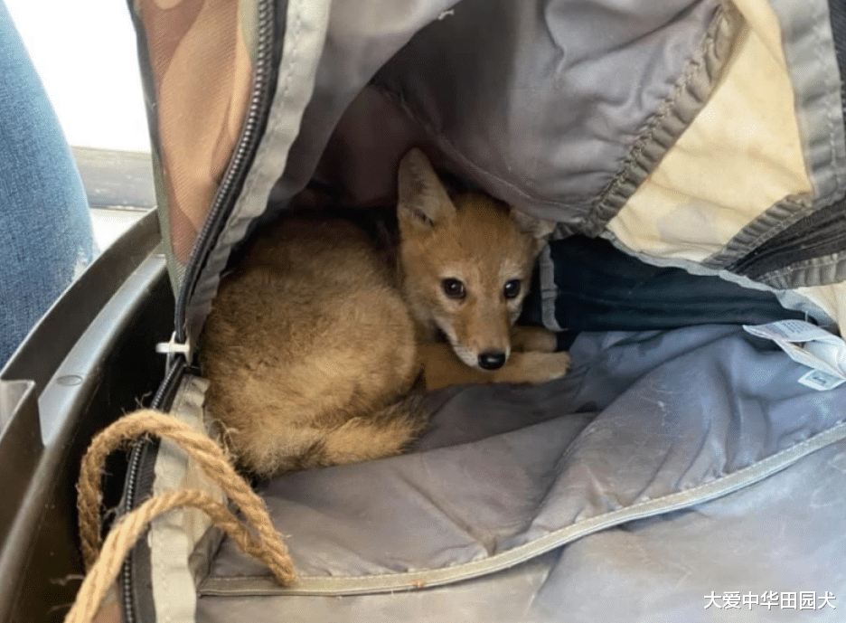 |男子河里钓鱼，意外救出珍贵的小生命，它的身份可不简单