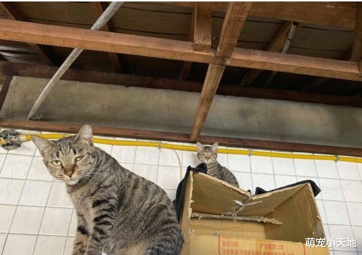 戏精喵剪指甲眼神呆滞生无可恋，它浮夸的表情演技让人笑翻