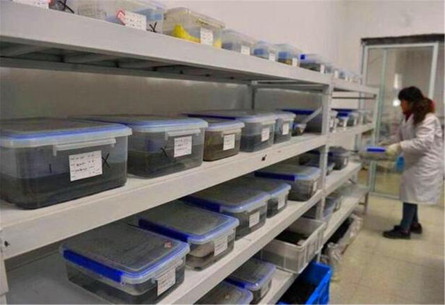 文物|内蒙男子钓鱼时发现辽国金牌，专家劝其上交，他却直接熔成金镯子